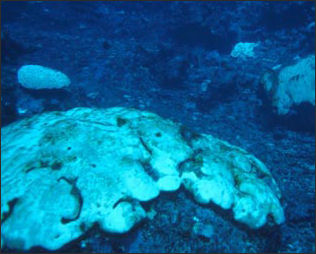 20110307-NOAA coral bleaching_100.jpg